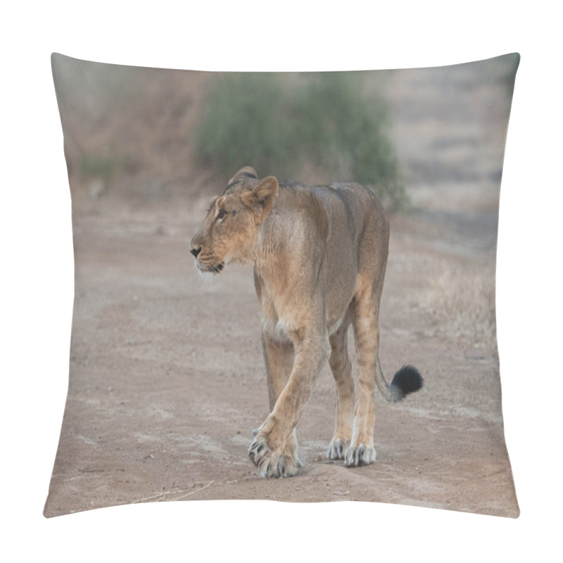 Personality  Female Asiatic Lion In Gir, Gujarat. India  Pillow Covers