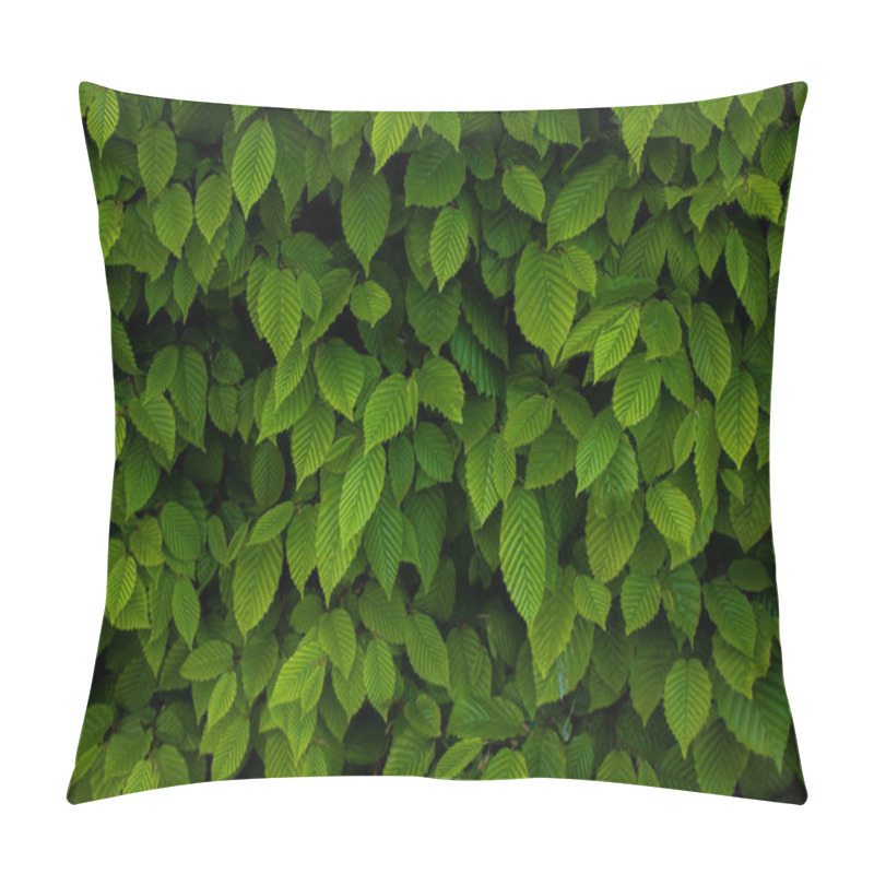 Personality  Ulmus Pumila Celer Leaves, European Hornbeam Or Carpinus Betulus In The Garden. Green Leaf Pattern With Sunlight, Nature Texture Or Background. Pillow Covers