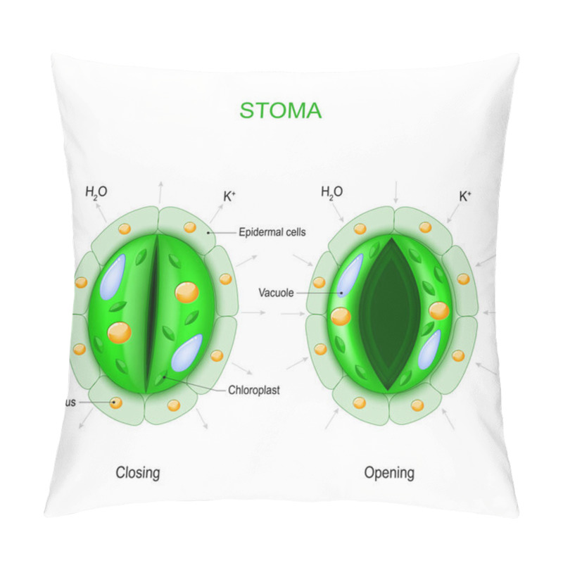 Personality  Stoma (open And Closed). Structure Of Stomatal Complex. Pillow Covers