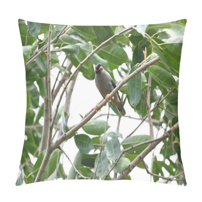 Personality  Indian Myna Birds On The Tree Branch. Its Other Names Common Myna And Mynah. This Is  A Bird Of The Starling Family Sturnidae. This Is A Group Of Passerine Birds Which Are Especially India.  Pillow Covers