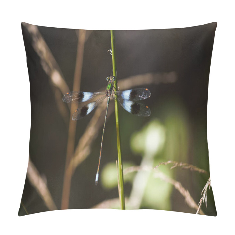 Personality  Mountain Malachite Damselfly (Chlorolestes Fasciatus) On Grass Stem, Limpopo, South Africa Pillow Covers