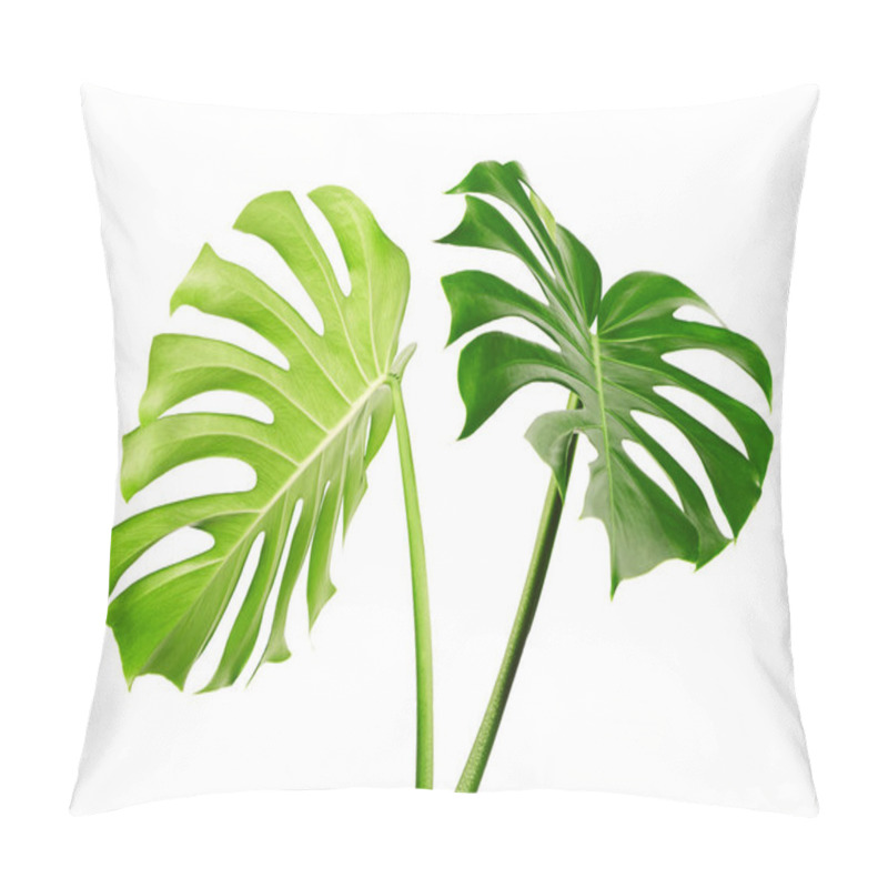 Personality  Monstera Deliciosa Leaf Or Swiss Cheese Plant, Isolated On White Background, With Clipping Path Pillow Covers