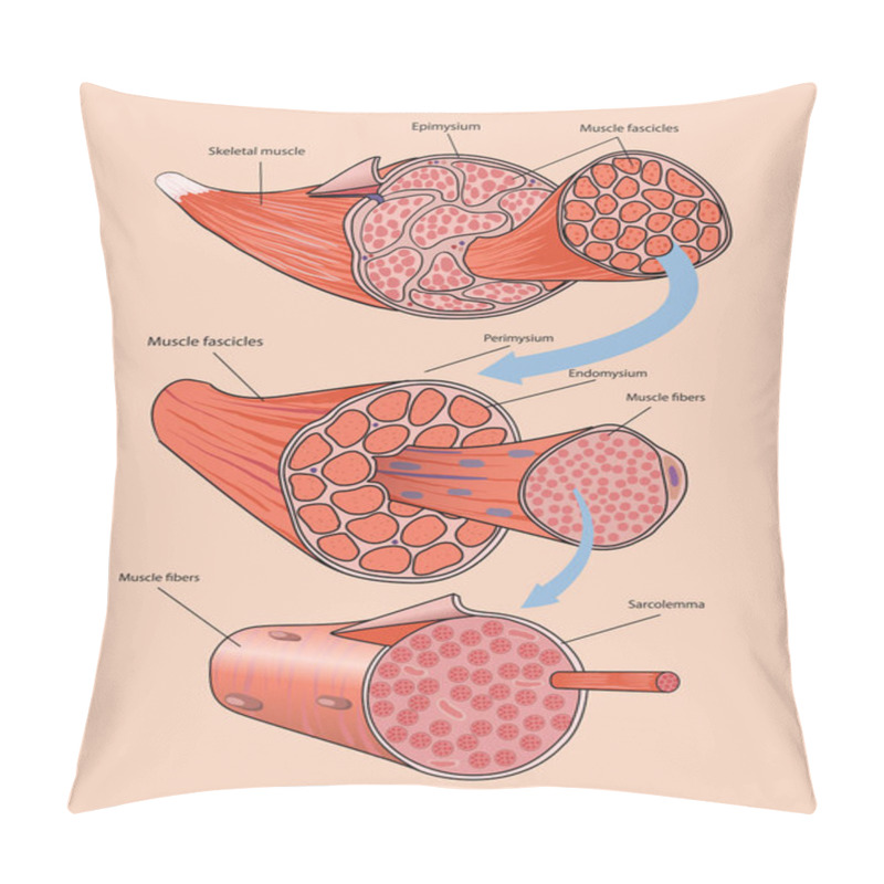 Personality  Illustration Of Skeletal Muscle Anatomy Pillow Covers