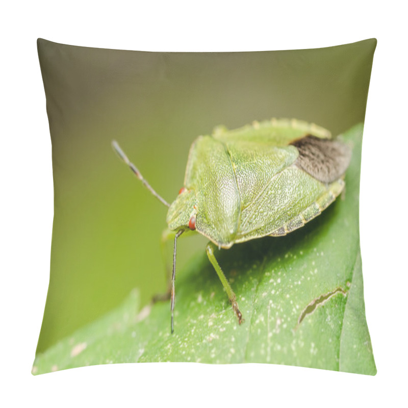 Personality  Green Striped Shield Bug Or Stink Bug Pillow Covers