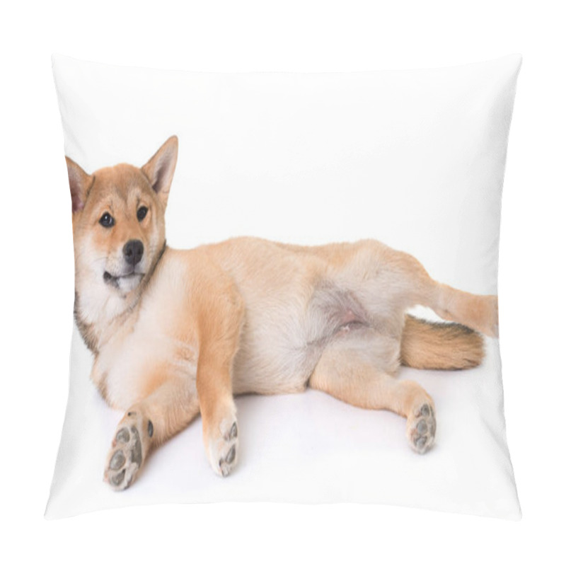 Personality  Young Shiba Inu Pillow Covers