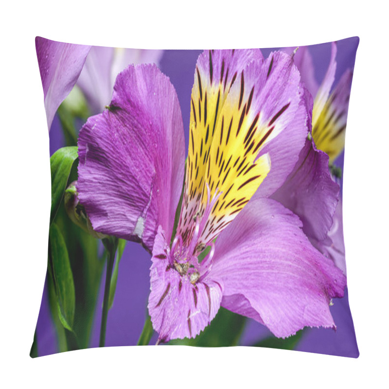 Personality  Vibrant Purple Alstroemeria Navarro Flowers With Yellow And Black Markings, Captured On A Purple Background Pillow Covers