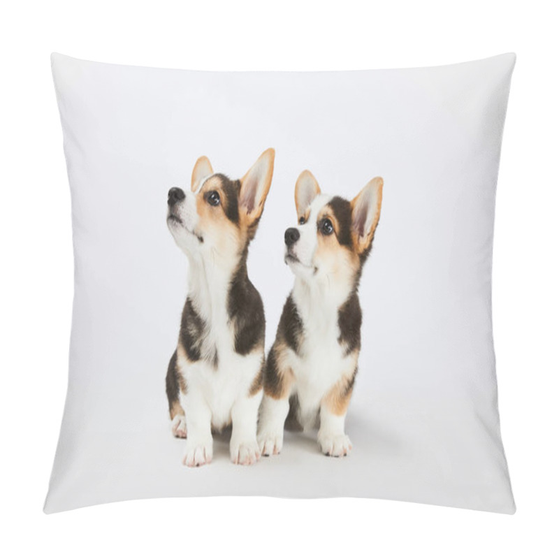 Personality  Cute Welsh Corgi Puppies Looking Away On White Background Pillow Covers