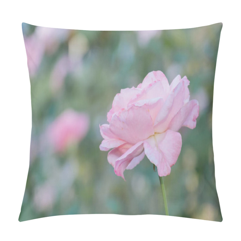 Personality  Pastel Soft Pink Rose On A Blurred Background Pillow Covers