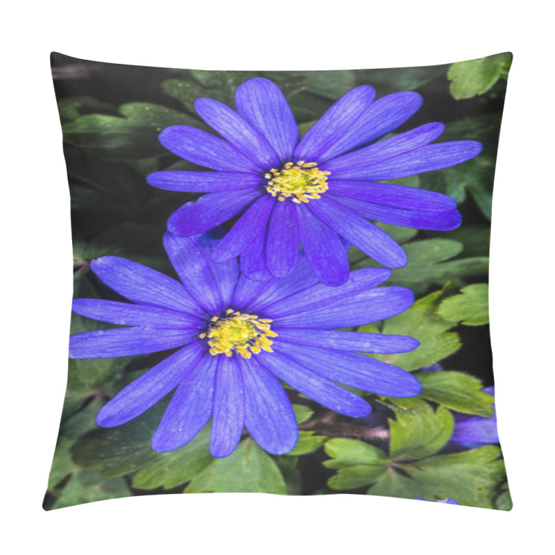 Personality  Grecian Windflower, Green Anemone (Anemone Blanda) Pillow Covers