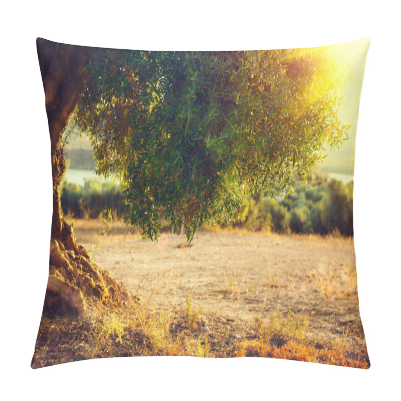 Personality  Plantation Of Olive Trees At Sunset. Pillow Covers