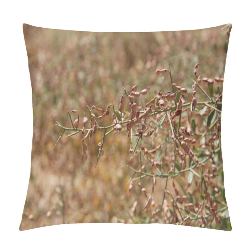 Personality  Plants Of Tajikistan: Alhagi Sp. Pillow Covers