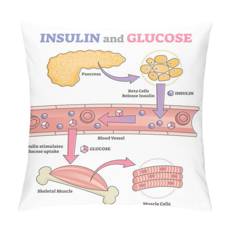 Personality  Insulin And Glucose Release Regulation Educational Scheme Outline Concept Pillow Covers