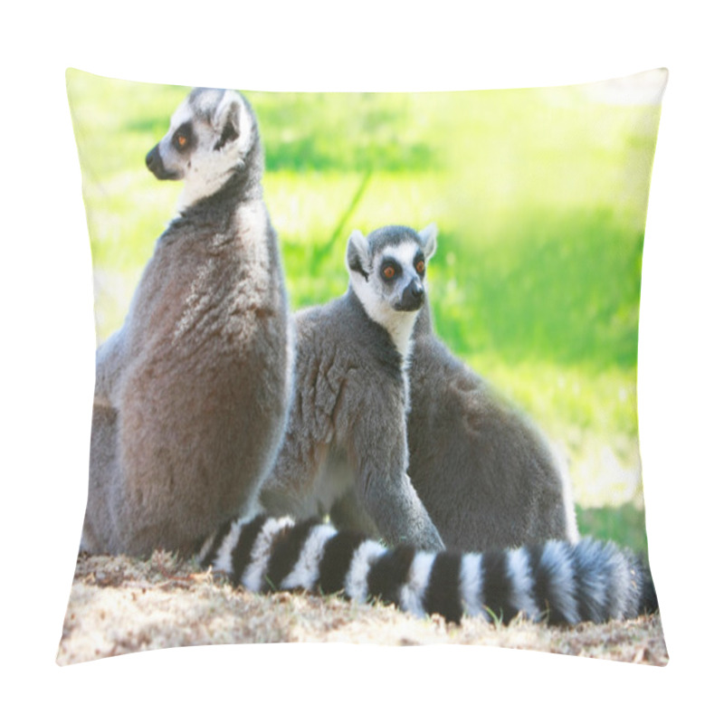 Personality  Three Lemur Monkeys Pillow Covers