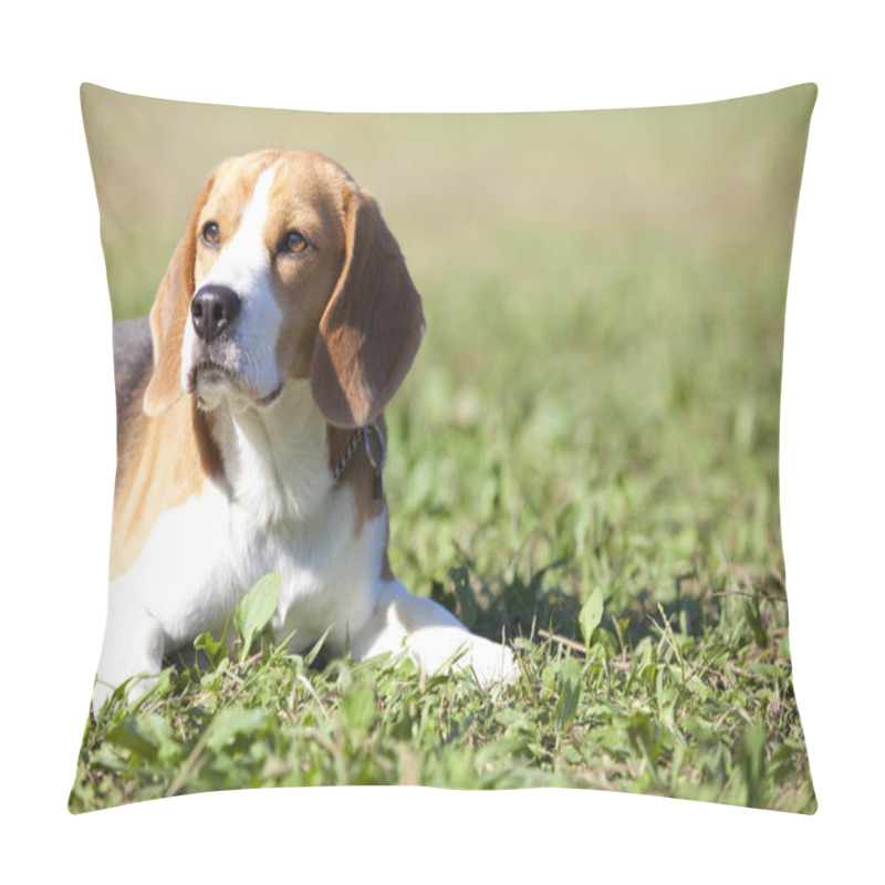 Personality  Beagle Dog In The Grass  Pillow Covers