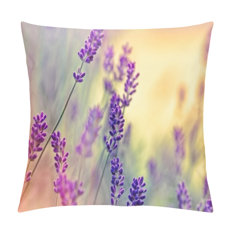 Personality  Soft Focus On Beautiful Lavender - Lit By Sunbeams Pillow Covers