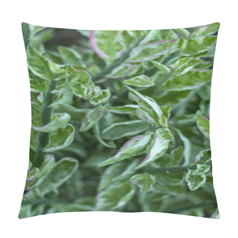 Personality  Pedilanthus Tithymaloides Or Zigzag Plants Pillow Covers