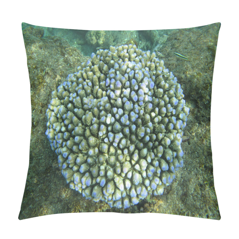 Personality  Hard Sea Corals Marine Life In Indian Ocean Maldives Pillow Covers