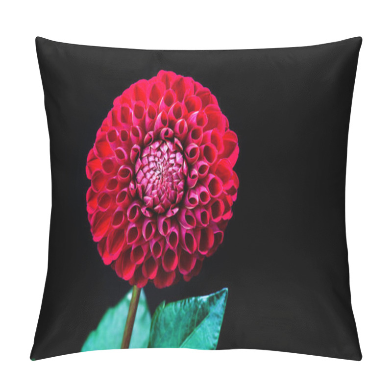 Personality  Dahlia Flower Isolated On Dark Background. Beautiful Red Dahlia Flower With Green Bud Close Up. Flower Background Dahlia Fermain. Macro. Pillow Covers