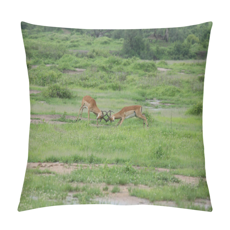 Personality  Wild Antelope Mammal In African Botswana Savannah Pillow Covers