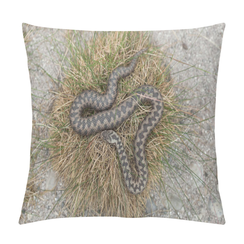 Personality  European Viper (Vipera Berus). Pillow Covers