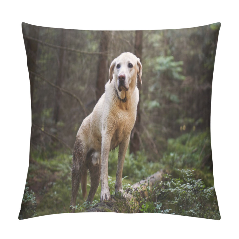 Personality  Adventure Trip With Happy Dog. Wet And Dirty Labrador Retriever During Hike In Deep Forest Pillow Covers