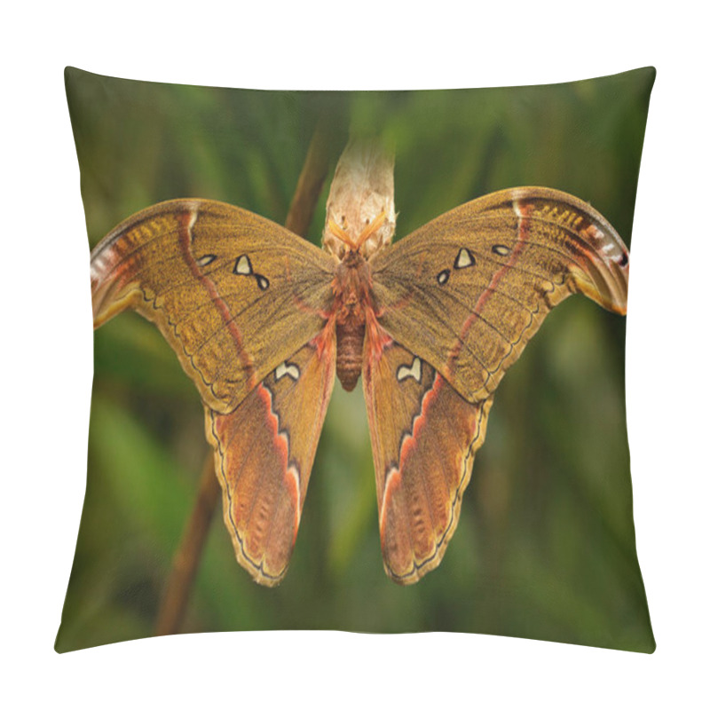 Personality  Attacus Caesar, Moth In Saturniidae Family, Southern Philippines. Butterfly Hatching From Cocoon In Green Vegetation. Wildlife Behavior In Nature. Pillow Covers