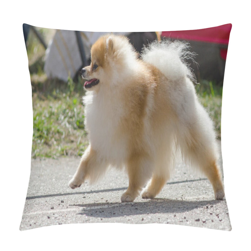 Personality  Pomeranian For A Walk In Summer. Pillow Covers