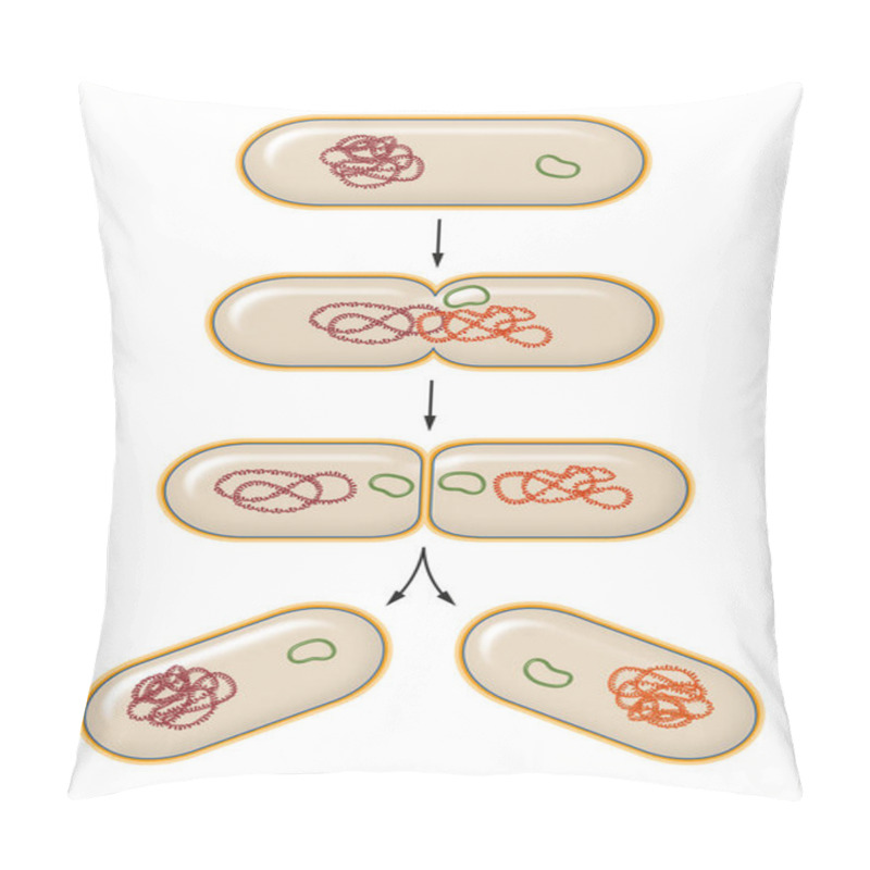 Personality  Process Of Bacterial Fission. Reproduction Pillow Covers