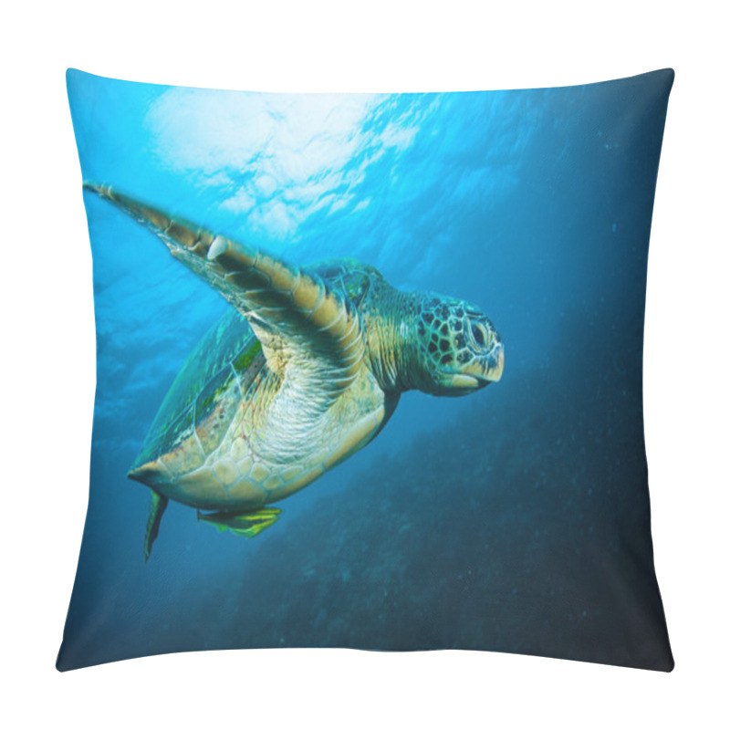 Personality  Sea Turtle On Coral Bunaken Sulawesi Indonesia Mydas Chelonia Underwater Photo Pillow Covers