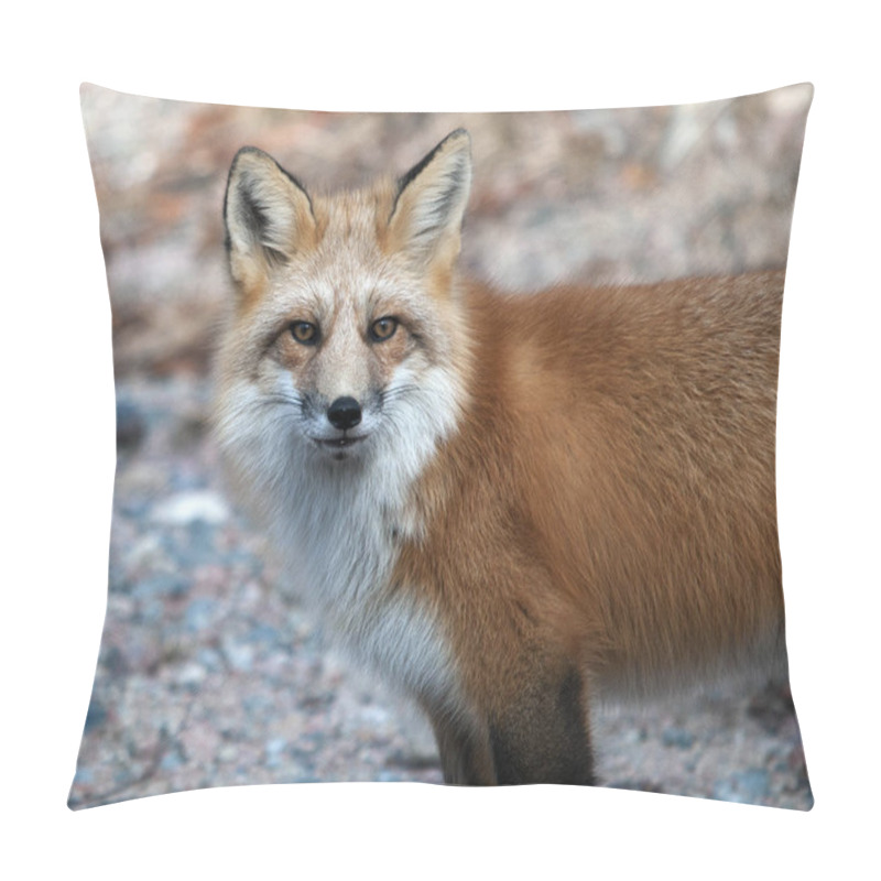 Personality  Fox Red Fox Animal  Close-up Profile View On A Rock In The Forest With Blur Background Its Surrounding And Environment, Displaying Its Fur, Head, Eyes, Ears, Nose, Paws, Bushy Tail. Pillow Covers