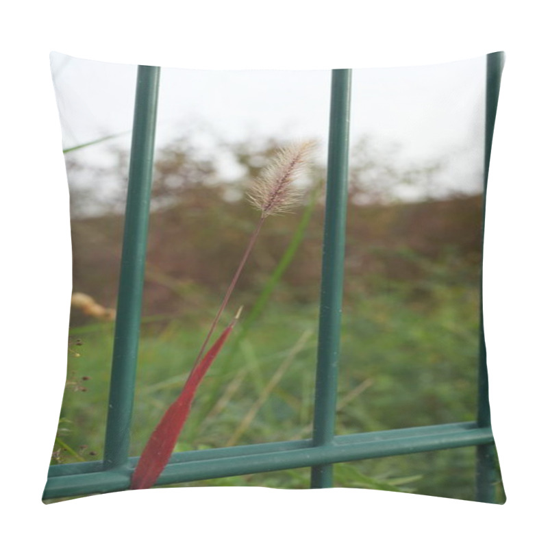 Personality  Setaria Geniculate Is A Short-lived Herbaceous Plant That Branches At The Base Of The Plant. The Inflorescence Stalk Is Long And Covered With Fine Red Hairs. It Is A Weed That Grows Along Fences. Pillow Covers