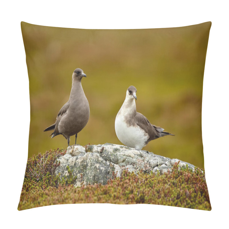 Personality  Couple Of Parasitic Jaeger (Stercorarius Parasiticus) Sitting On A Stone In The Norwegian Tundra. Wildlife Scene From Varangerfjord. Pillow Covers