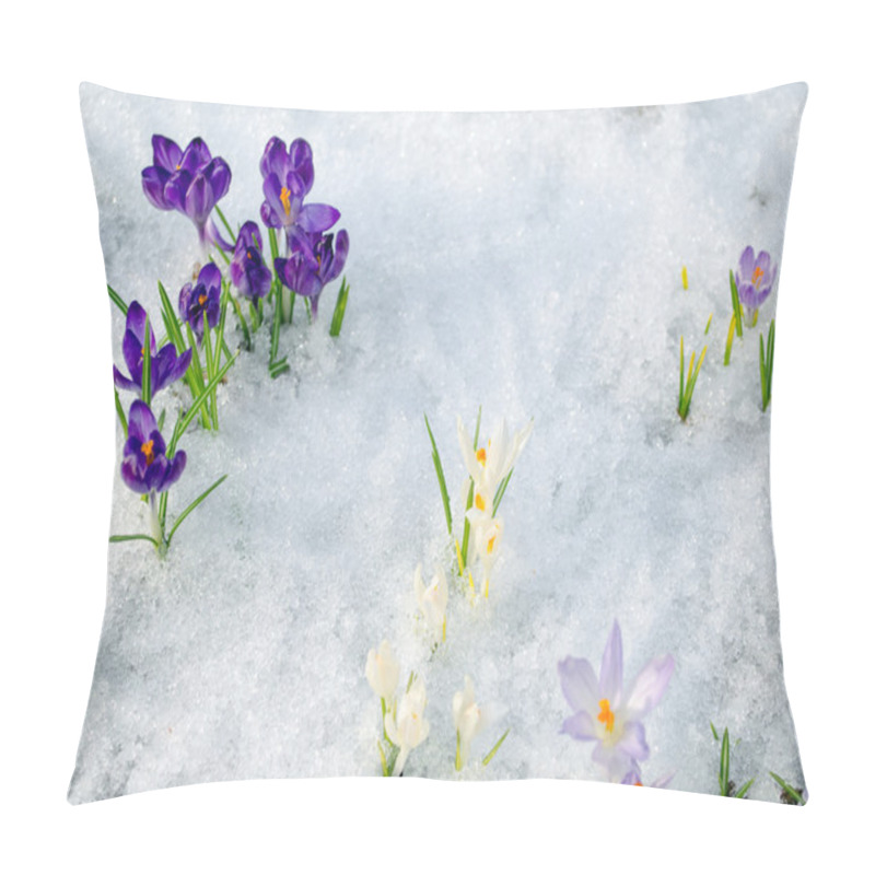 Personality  Various Saffron Crocus Flower Blooms Snow Spring Pillow Covers