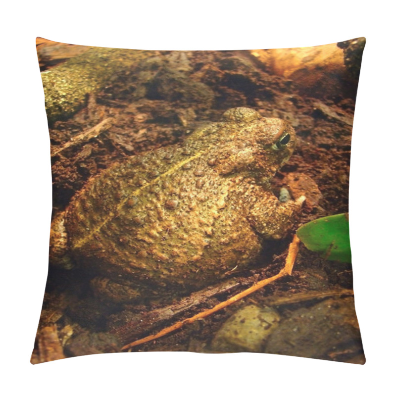 Personality  Goliath Frog Pillow Covers