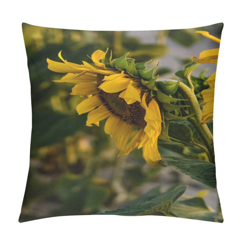 Personality  Close-Up Of A Vibrant Sunflower In Full Bloom Pillow Covers