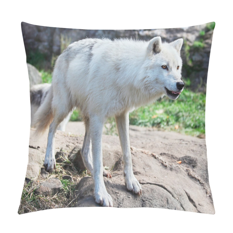 Personality  Arctic Wolf Standing On Rocks Pillow Covers