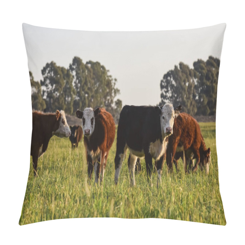 Personality  Steers Feeding On Natural Grass, Buenos Aires Province, Argentina Pillow Covers