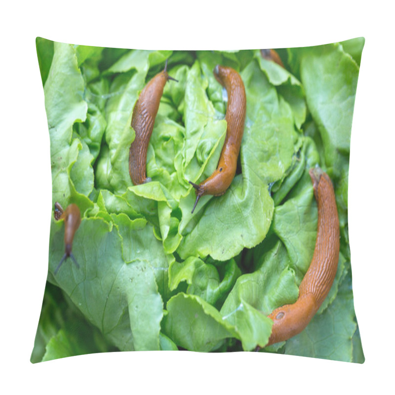 Personality  Snail With Lettuce Leaf Pillow Covers