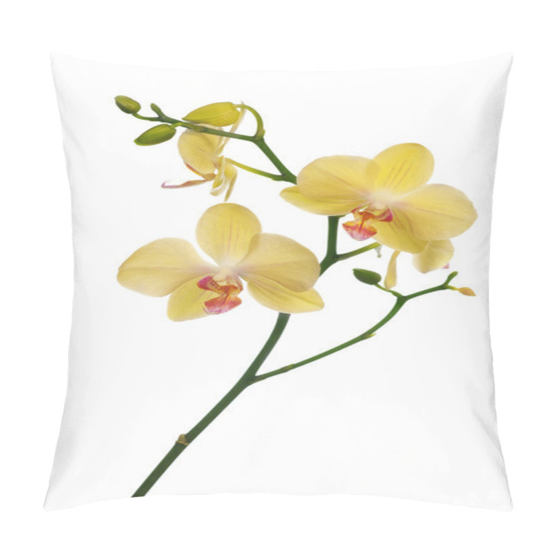 Personality  Light Yellow Orchid Flowers Isolated On White Pillow Covers