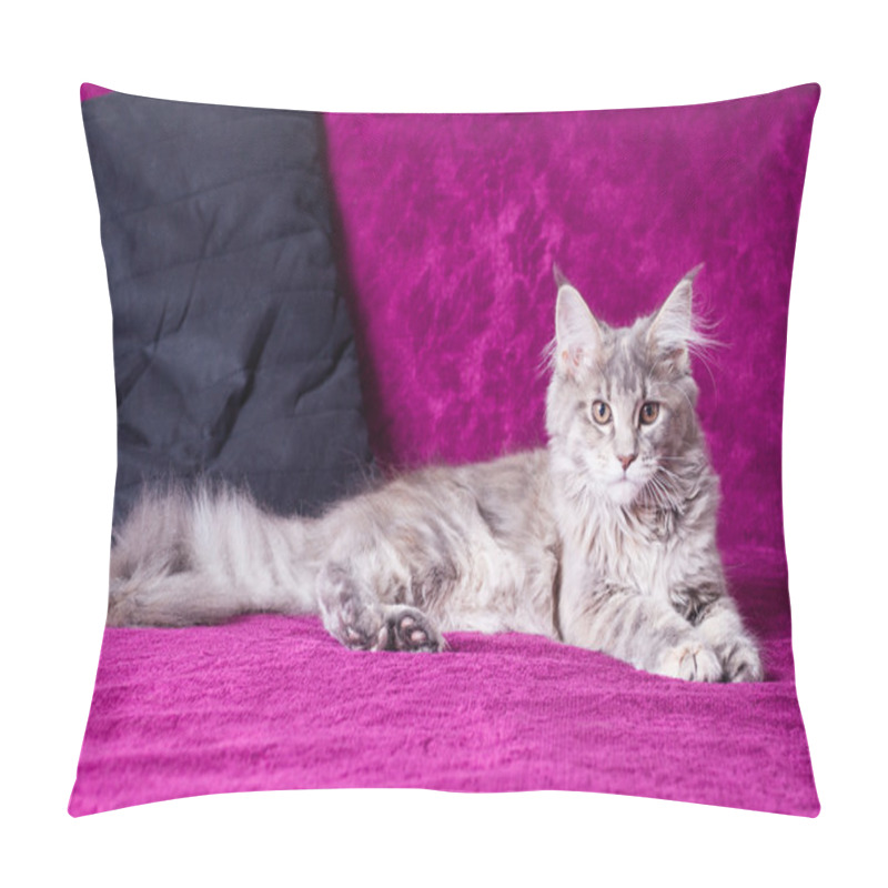 Personality  Young Maine Coon Cat Pillow Covers