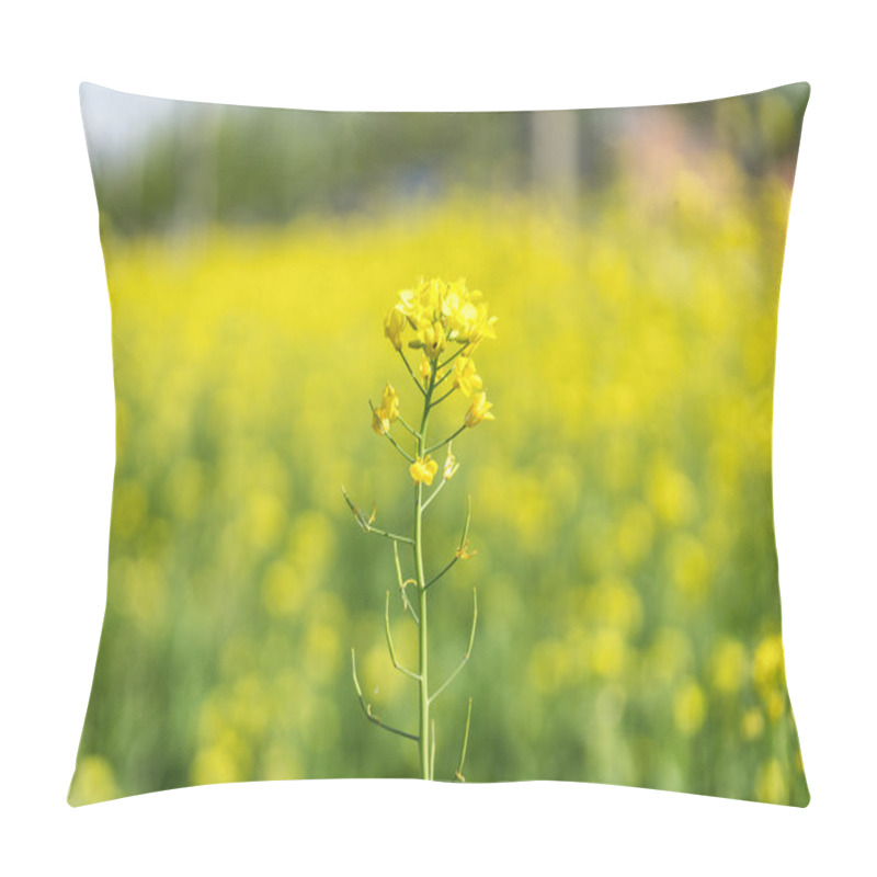 Personality  Canola Flowers In A Field Pillow Covers