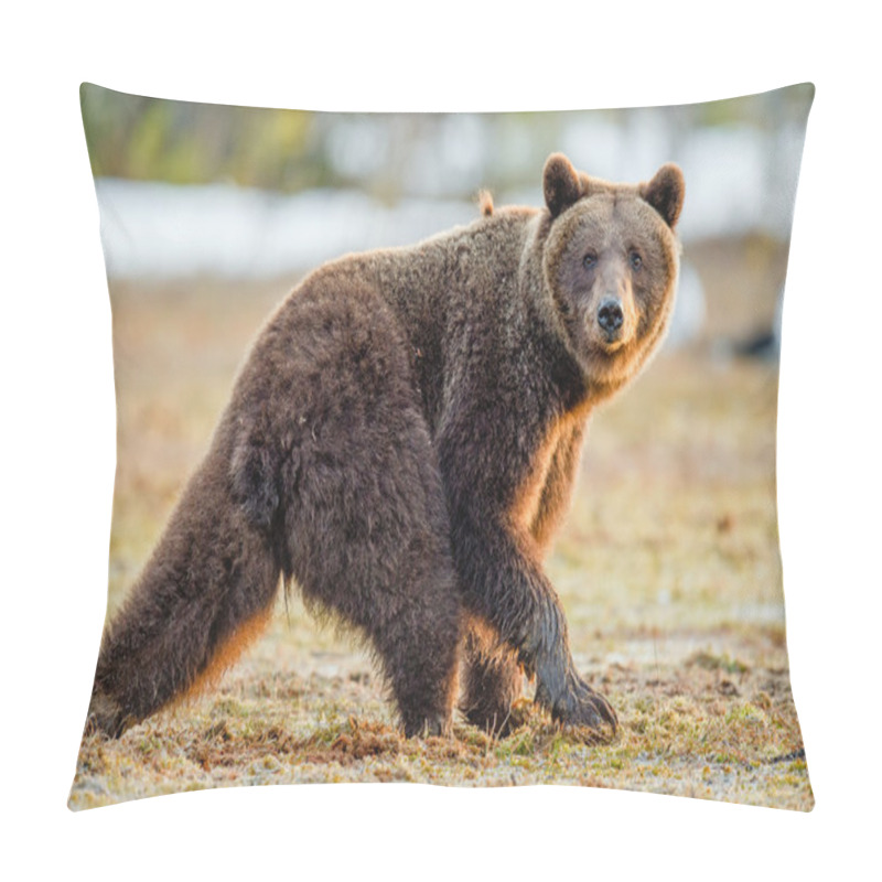 Personality  Brown Bear In Spring Forest Pillow Covers