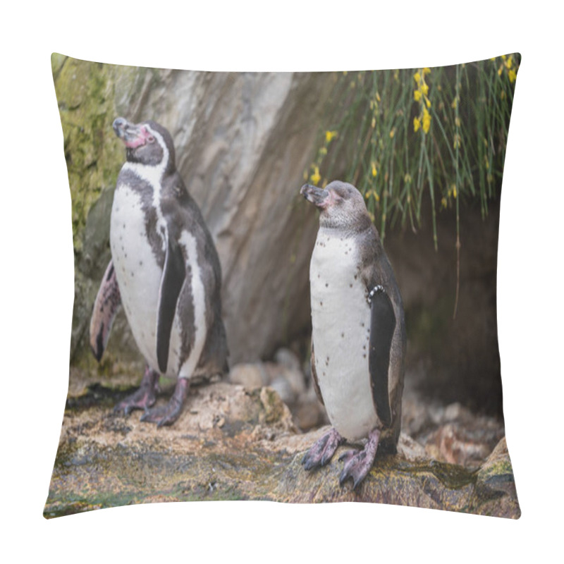 Personality  Humboldt Penguin (Spheniscus Humboldti) On A Rock On The Edge Of The Water. Pillow Covers