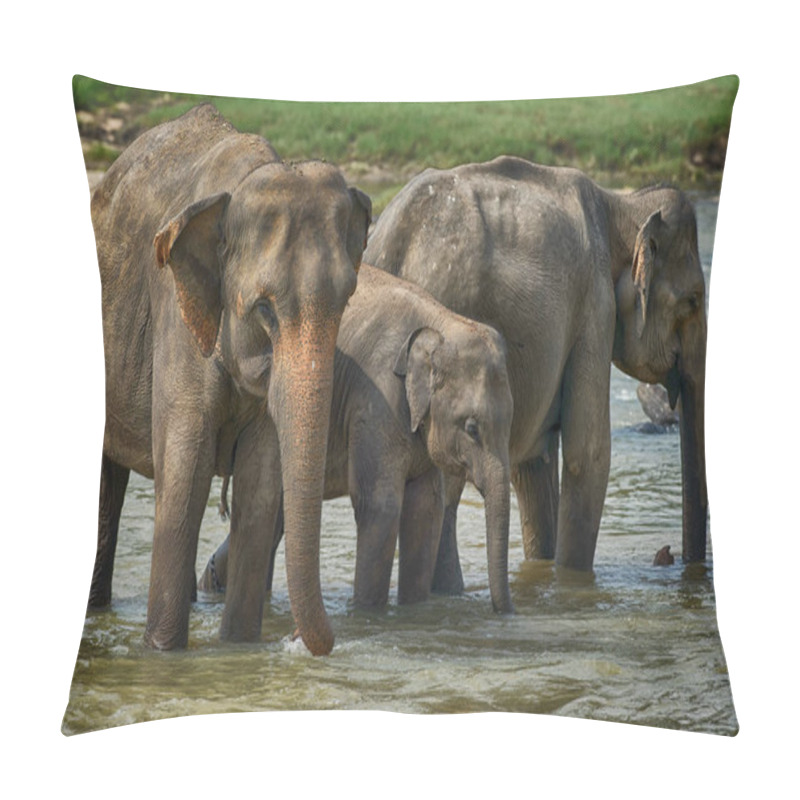 Personality  Sri Lankan Elephant - Elephas Maximus Maximus, Sri Lanka Pillow Covers