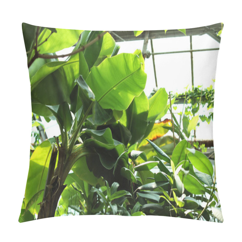 Personality  Different Plants With Lush Foliage In Greenhouse Pillow Covers