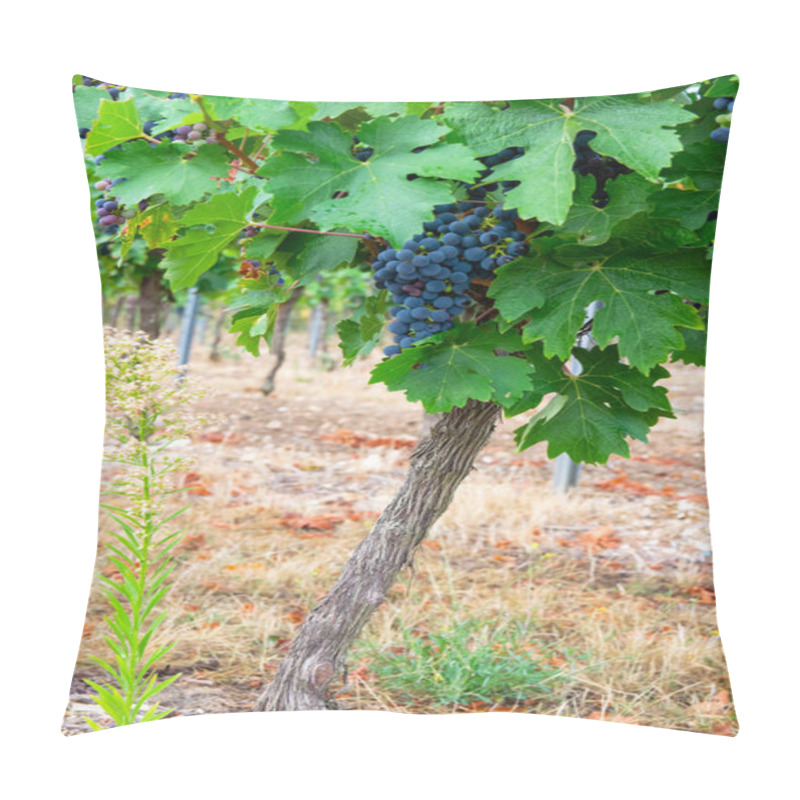 Personality  Big Bunche Of Red Wine Grapes In Sunny Weather On The Vineyard. Summer Harvest For Nature Background. Pillow Covers