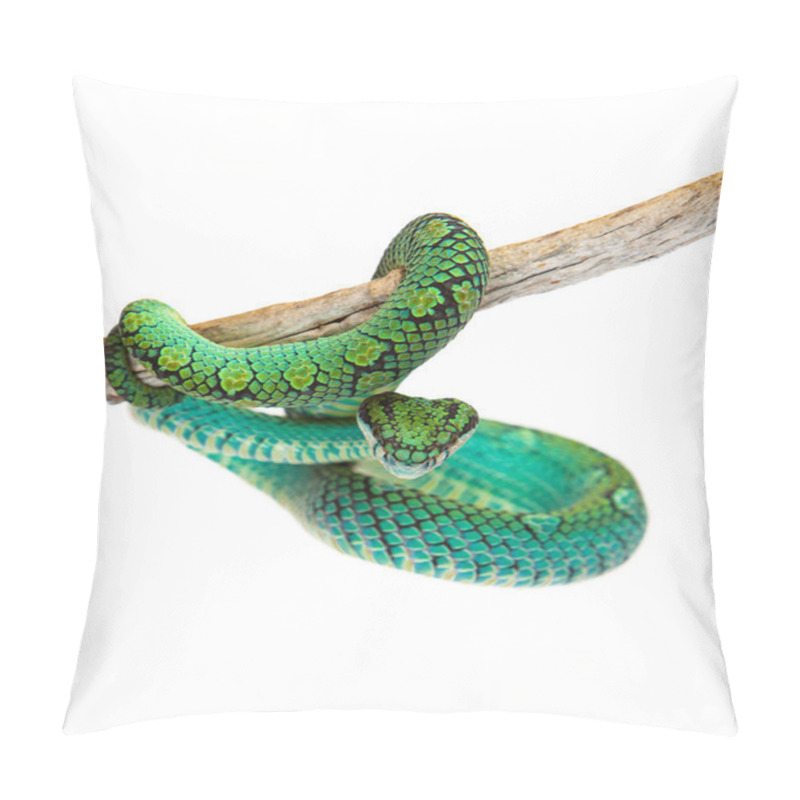 Personality  Sri Lankan Palm Viper Pillow Covers