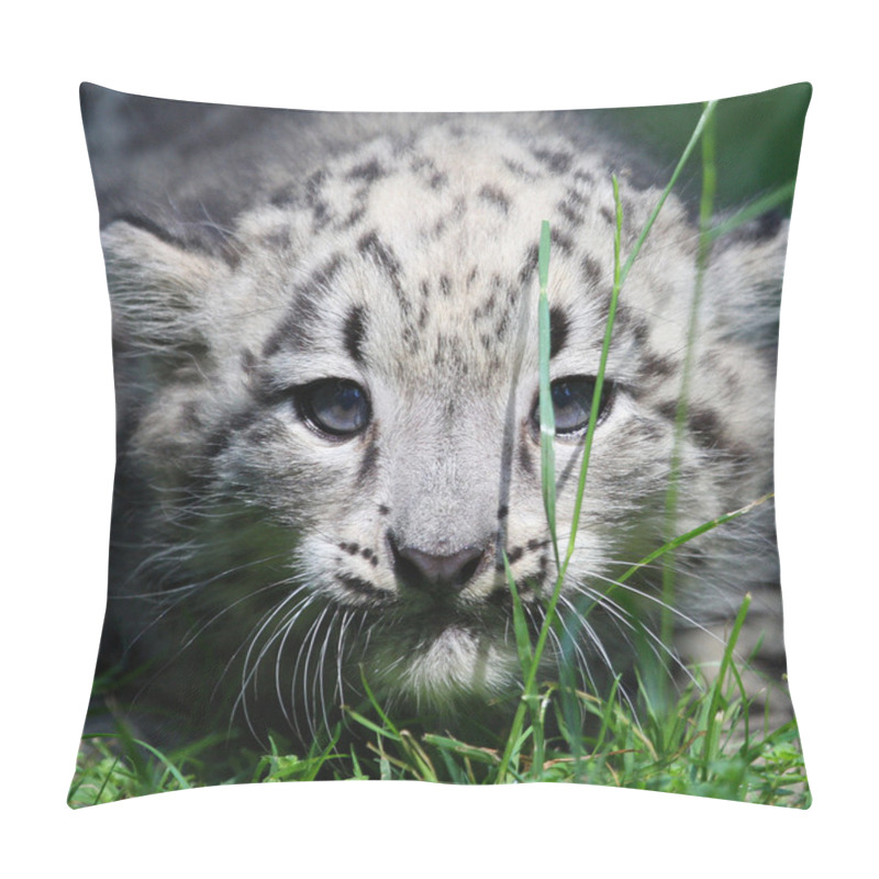 Personality  Young Snow Leopard Pillow Covers