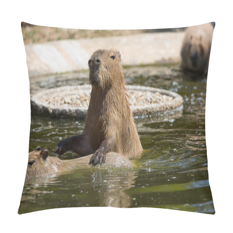 Personality  Capybara Hydrochoerus Hydrochaeris Pillow Covers