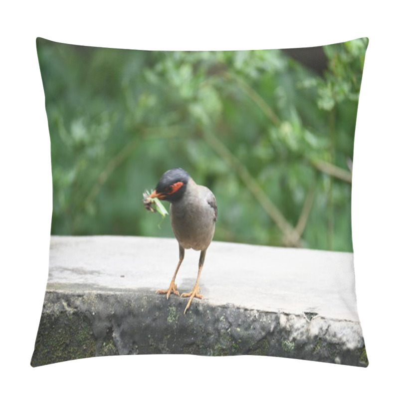 Personality  Indian Myna Birds. Its Other Names Common Myna And Mynah. This Is  A Bird Of The Starling Family Sturnidae. This Is A Group Of Passerine Birds Which Are Native To Southern Asia, Especially India.  Pillow Covers